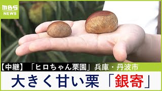 大きさは普通の栗の１.５倍以上！？ほくほくで甘い「銀寄」育てる栗園　近くのカフェでは栗御膳やソフトクリームも楽しめる！兵庫・丹波市【福島暢啓の潜入！今昔探偵】【現場から生中継】（2024年9月30日）