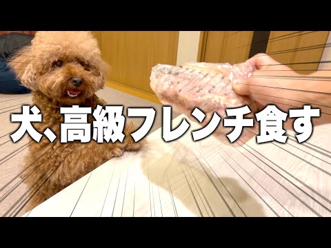 愛犬に極上の逸品を出したら我慢できずにとんでもない行動に出始めた。