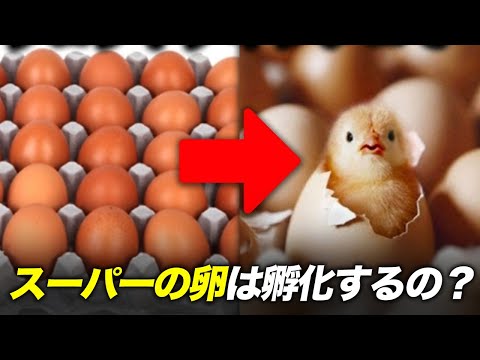 スーパーの卵を孵化させる方法を教えるね