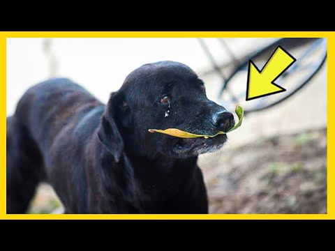 Stray Dog Brings Leaf To Corner Shop Every Day - Owner Turns PALE After Discovering Why!