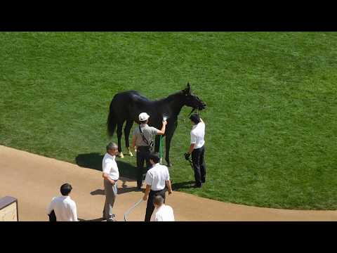 アブソルティスモ　初勝利後の水浴び