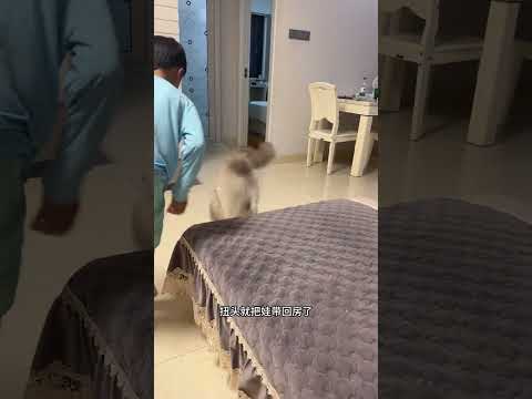 我家猫带娃比亲妈要上心… #猫和孩子