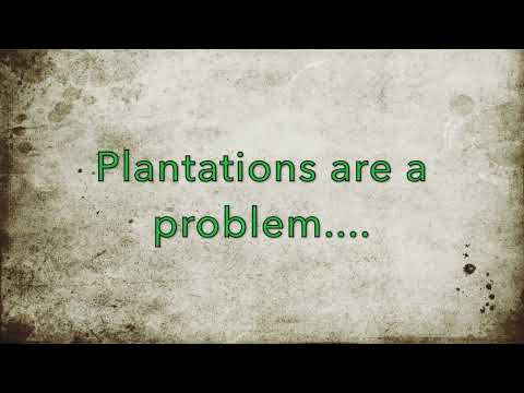 Koala Diaries 2 Plantations