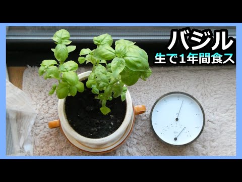 【バジル 1年間育ててみた】年中生バジルを食す