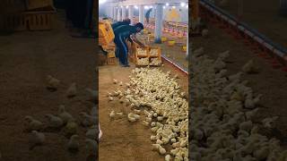 Shed No Chicks (1+2) #poultry #viralshorts #viral #shorts #shortsvideo #ytshorts #trending #chicks