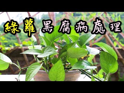 【天天小花農】綠蘿短時間內出現黃葉別大意，可能染上黑腐病