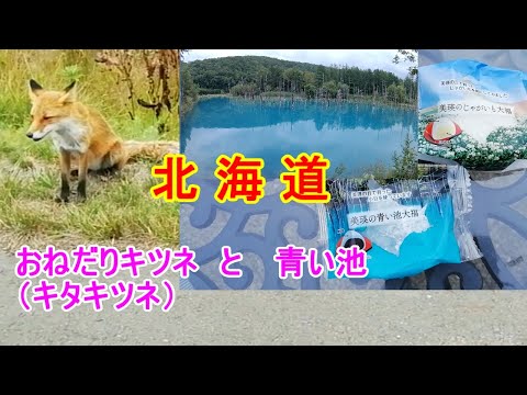 【でっかいどう北海道】　夏の北海道、おねだりキツネと青い池です。北海道旅行で見つけた、面白い／かわいい／綺麗／美味しい・・・をご紹介していきます。【おじちゃん と おばちゃん の旅行】