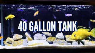 Top 5 Cichlid Tank Setups for a 40 Gallon Aquarium