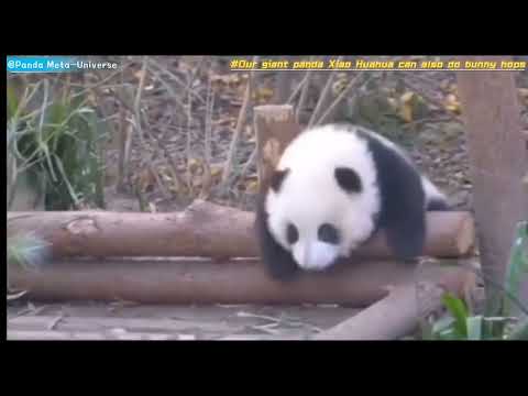 我们的大熊猫小花花也会兔子跳 Our giant panda Xiao Huahua can also do bunny hops #panda #cute #funny #giantpanda