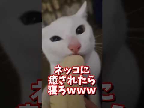 ネッコの動画で癒されたら寝ろｗｗｗ　#2ch #2chまとめ 動物スレ #2ch面白いスレ #動物 #犬 #猫 #癒やし #ねこ動画#ねこ