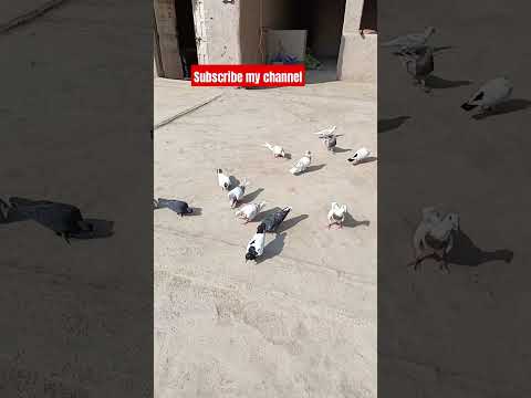 #beautiful #pigeon #kabootar #whitepigeon #pigeonbreeds #bird #pigeonlove #pigeontypes