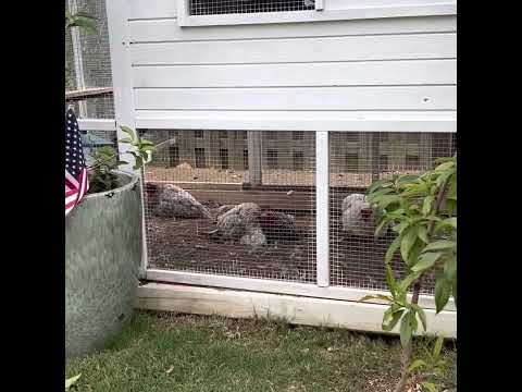 Back yard chicken Dirt bath