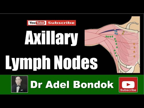 Axillary Lymph Nodes, Dr Adel Bondok