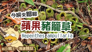 2024/1130〔蝕話實說〕蘋果豬籠草 Npenthes ampullaria