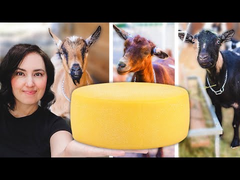 It only took 3 GOATS to make this 😂 (cheese season has arrived!)