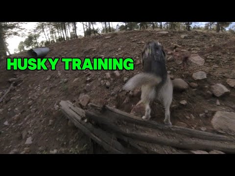 Siberian Husky no talking back ￼Pulls Me Out of the canyon