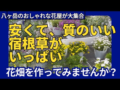 八ヶ岳の隠れた名店！宿根草を扱う花屋さん4軒を巡る旅【八ヶ岳花くるり】参加店後編