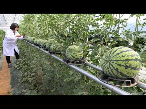 WOW! Strange Watermelon - Amazing Agriculture Technology