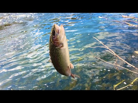 寒いので短時間釣行