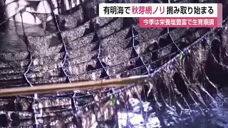 有明海で秋芽網ノリ摘み取り始まる 今季は栄養塩豊富で生育順調【佐賀県】 (24/11/21 11:55)