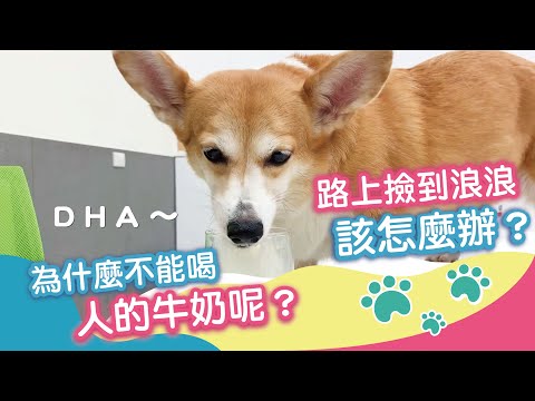 路上撿到浪浪該怎麼辦？｜樂透Beaphar－Loctal 奶奶冠名贊助播出