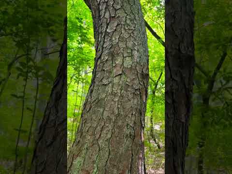 Ferney, the really Large Pine Tree in Pine Mountain Georgia