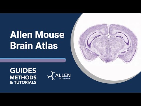 Allen Mouse Brain Atlas | Tutorial