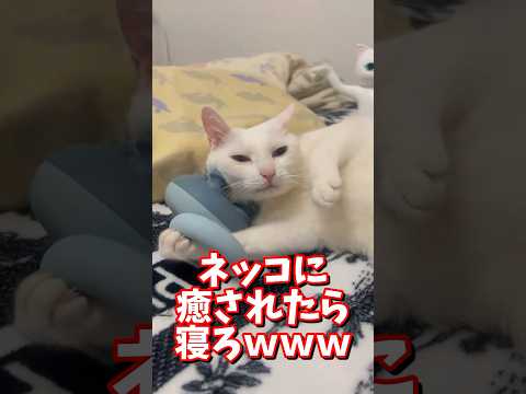 ネッコの動画で癒されたら寝ろｗｗｗ　#2ch #2chまとめ 動物スレ #2ch面白いスレ #動物 #犬 #猫 #癒やし #ねこ動画