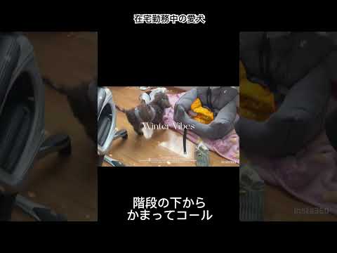 【天使】飼い主を待ってるトイプードル💕 #愛犬 #50代#在宅勤務