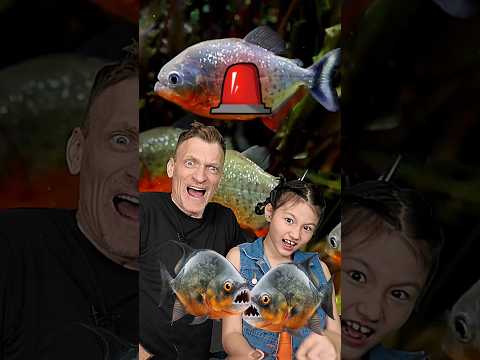 Piranha Attack | Animals of the Amazon | STEM with Ailani's Little World