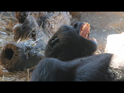 Making Riki's bed 　Ueno Zoo Gorilla 202411