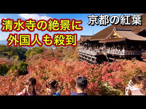 京都の紅葉 外国人観光客に大人気の清水寺の絶景 2023 Kyoto Autumn Red Leaves in Kiyomizu-dera Temple