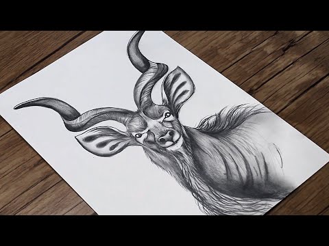 How to draw a realistic Kudu step by step | Animals pencil drawing