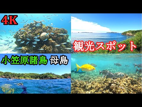 母島の観光スポット【癒しの水中動画】小笠原諸島でシュノーケリング4K映像