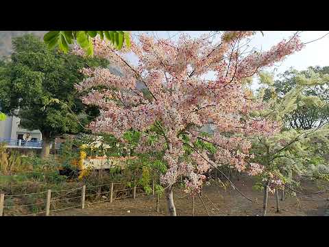 二水花旗木鐵道 Pink Shower Tree  八堡圳公園