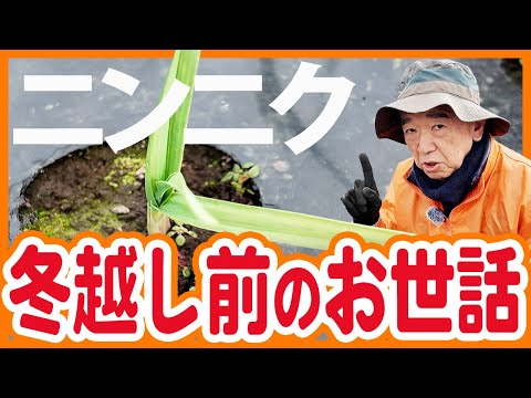 家庭菜園や農園で12月中にやりたいニンニクのお世話！冬越し準備やニンニクの育て方を徹底解説！【農園ライフ】