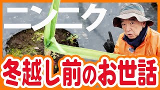 家庭菜園や農園で12月中にやりたいニンニクのお世話！冬越し準備やニンニクの育て方を徹底解説！【農園ライフ】