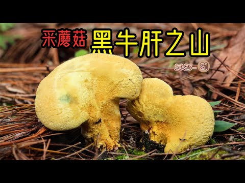 采蘑菇之最佳手气：一人承包了一座山的黑牛肝！