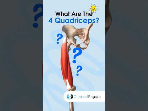 Quadriceps Anatomy #physicaltherapy #physiotheraphy #anatomy #quadriceps