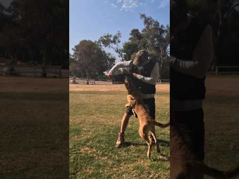 Playing is a Vital Part of Dog Training #shorts #dogtraining #malinois #puppytraining #puppies #dog