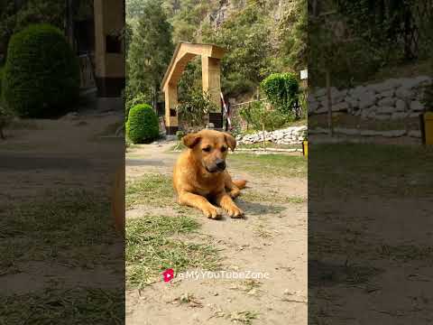 Cute Dog #comedy #funny #fun #diwalispecial #comedyvideos #diwali2024 #comedyshorts