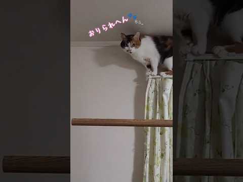 降りれないのに登る理由猫　#cute #三毛猫 #ねこのいる生活 #funny