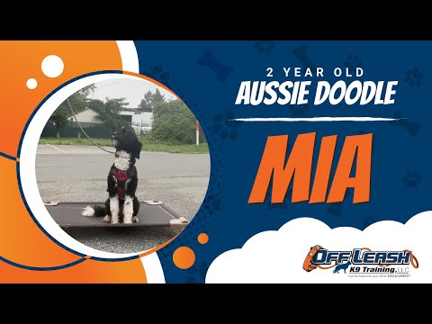 Aussie Doodle, 2 Years Old, Mia | Best Dog Trainers Northern VA, | Off Leash K9