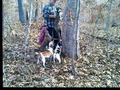 Dry Creek Hunting Dogs    Part 02 on 2-07-2015