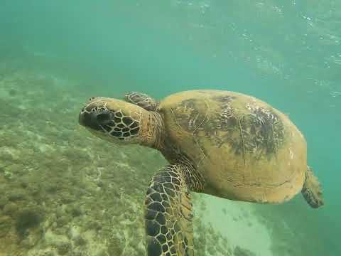 Partie 5 Rencontre avec les tortues du Pacifique