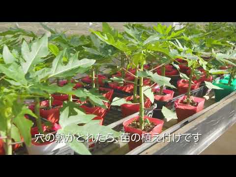 青パパイヤ植え付け｜糸満農場