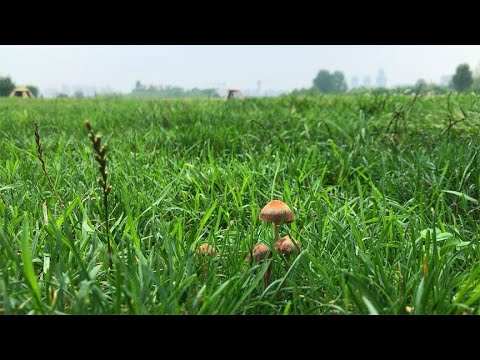 西安杜邑遗址公园：雨天露营清静凉爽，草地上长满小蘑菇