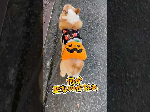 ハロウィン🎃仮装してお散歩🐶通りすがりの人がニヤけてた😂#わんこ #コーギー #コーギー犬 #犬動画 #いぬのいる生活 #ハロウィン #ハロウィン仮装 #わんこ動画 #わんこがいる生活 #いぬ