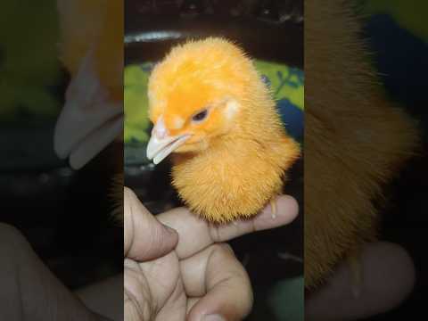 Golden Chicken Chick #birds #wildlife #shorts #trending