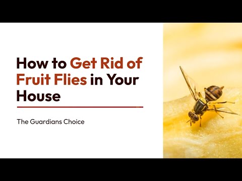 How to Get Rid of Fruit Flies | The Best Ways to Catch and Kill Fruit Flies Instantly